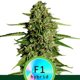 Auto Medusa F1 fem. Royal Queen