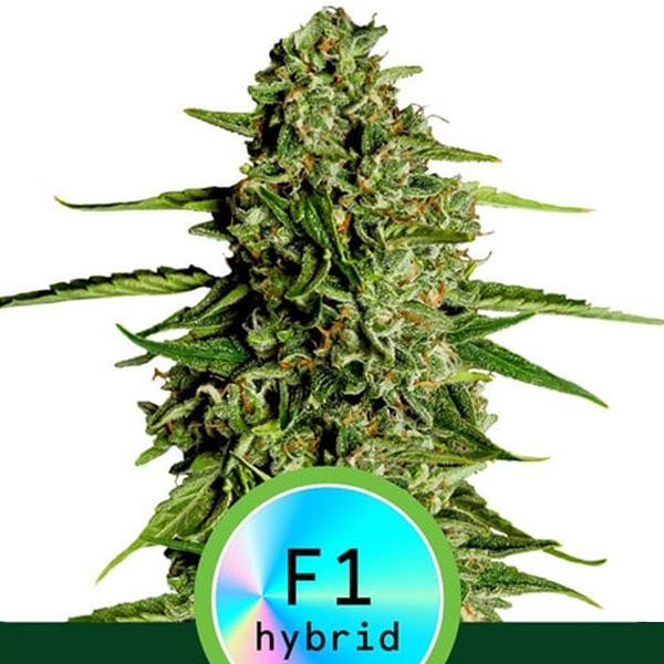 Auto Medusa F1 fem. Royal Queen