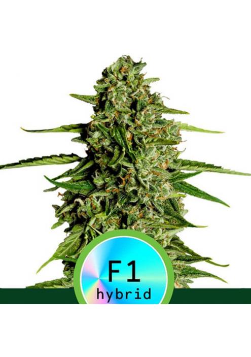 Auto Medusa F1 fem. Royal Queen