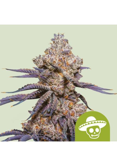 Auto Mexican Rush  . fem. Royal Queen