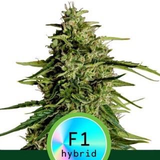 Auto Milky Way F1 fem. Royal Queen