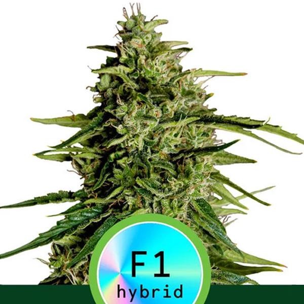 Auto Milky Way F1 fem. Royal Queen