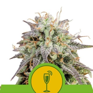 Auto Mimosa fem. Royal Queen