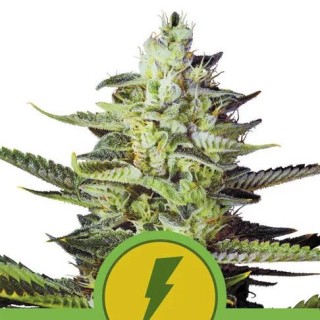 Auto North Thunderfuck fem. Royal Queen