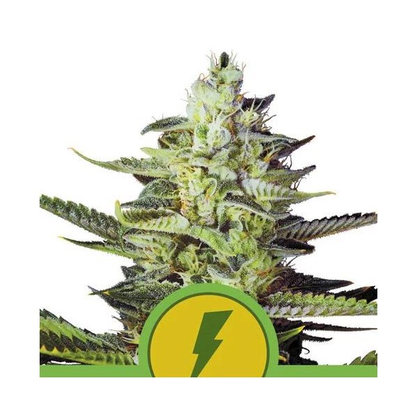 Auto North Thunderfuck fem. Royal Queen