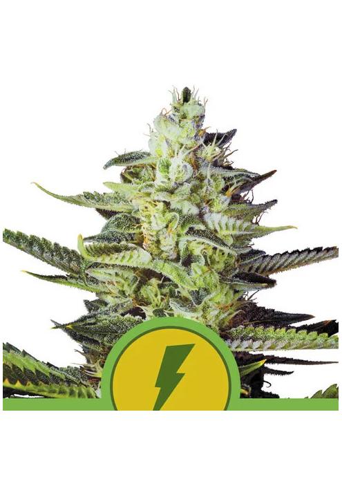 Auto North Thunderfuck fem. Royal Queen