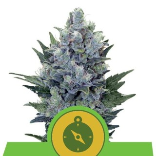 Auto Northern Light fem. Royal Queen