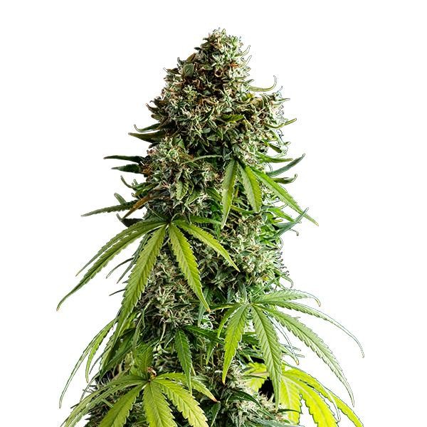 Auto NYC Sour D fem. Royal Queen x Tyson 2.0