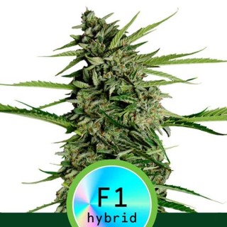 Auto Orion F1 fem. Royal Queen