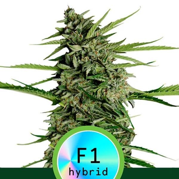 Auto Orion F1 fem. Royal Queen