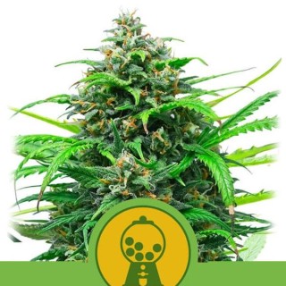 Auto Pink Runtz fem. Royal Queen