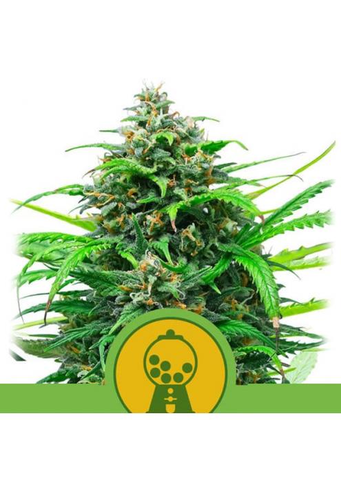 Auto Pink Runtz fem. Royal Queen