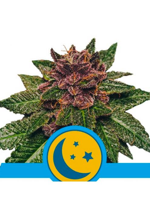 Auto Purplematic CBD fem. Royal Queen