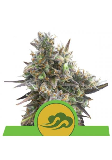 Auto Royal Bluematic fem....