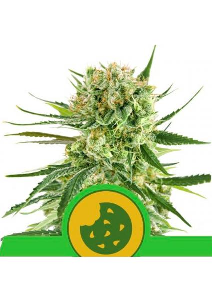 Auto Royal Cookies fem....