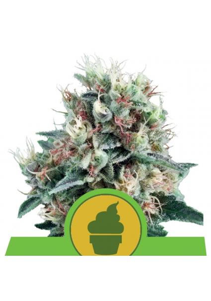 Auto Royal Creamatic fem....