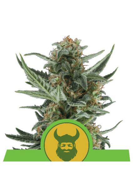 Auto Royal Dwarf fem. Royal...