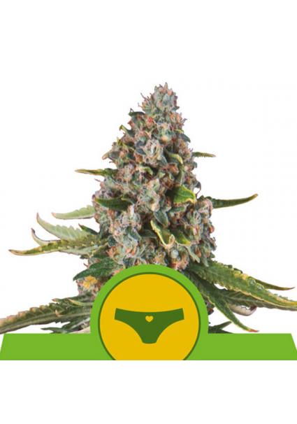 Auto Sherbet Queen fem....