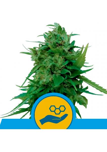 Auto Solomatic CBD fem....