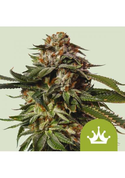 Auto Special Queen fem....