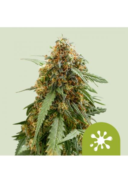 Auto Sticky Queen   fem....