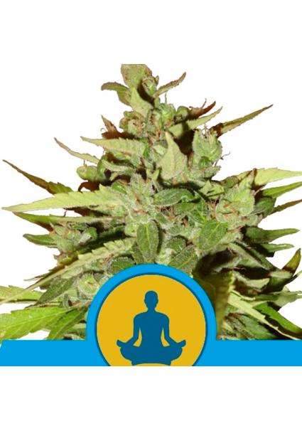 Auto Stress Killer CBD fem....