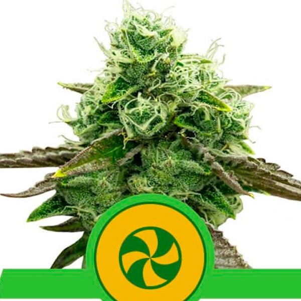 Auto Sweet ZZ fem. Royal Queen