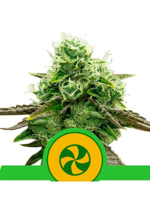 Auto Sweet ZZ fem. Royal Queen