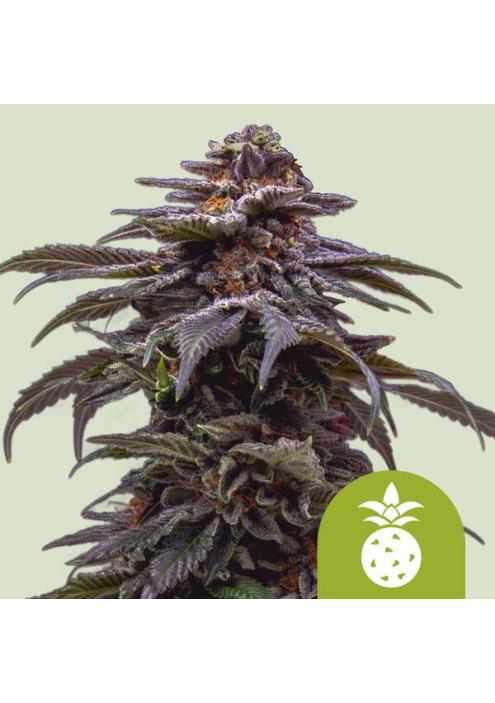 Auto Tropicana Cookies Purple fem. Royal Queen