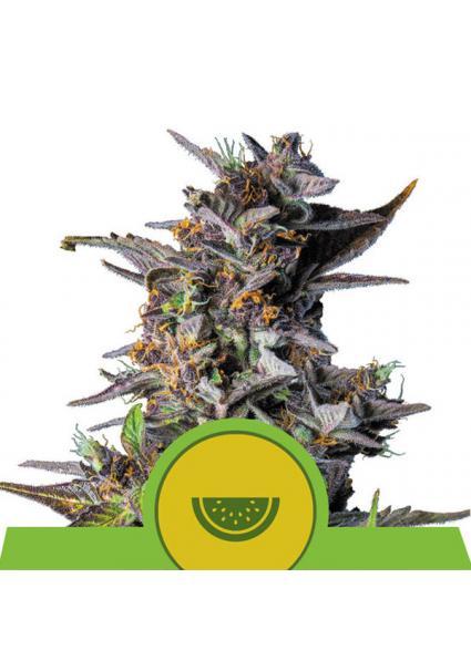 Auto Watermelon fem. Royal...