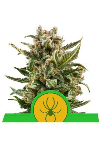 Auto White Widow fem. Royal...