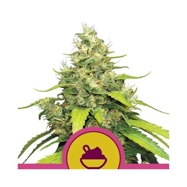 Blue Gelato fem. Royal Queen