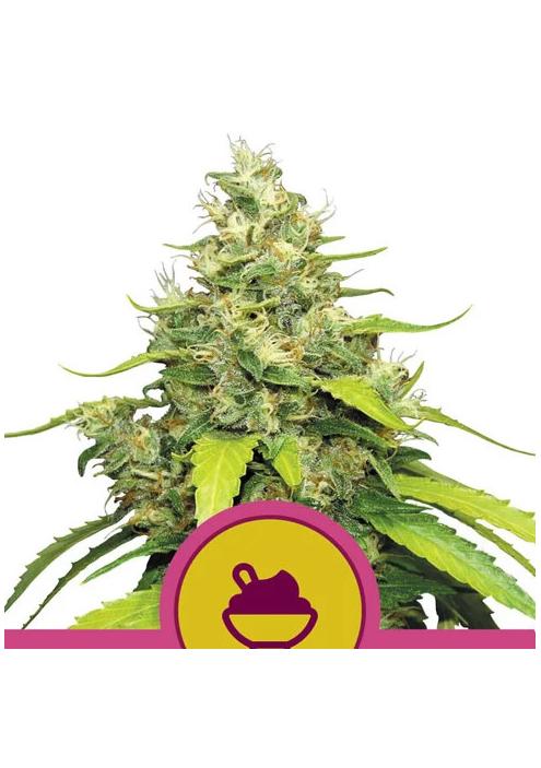 Blue Gelato fem. Royal Queen