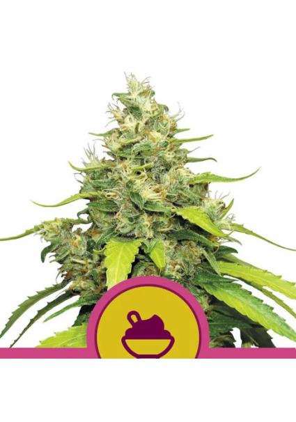 Blue Gelato fem. Royal Queen