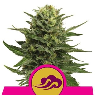 Blue Mystic fem. Royal Queen