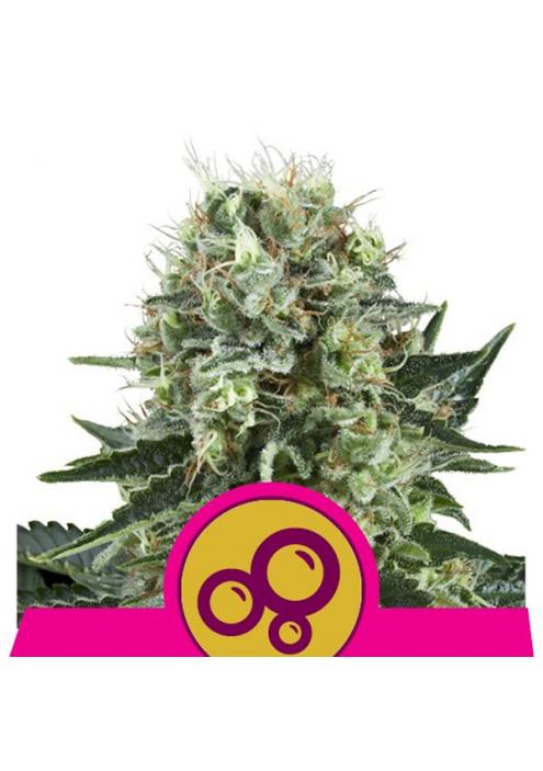 Bubble Kush fem. Royal Queen