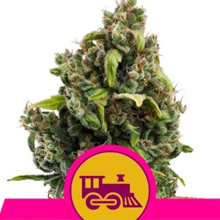 Candy Kush Express-Fast fem. Royal Queen