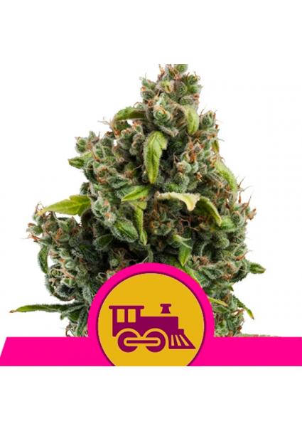 Candy Kush Express-Fast...