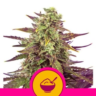 Cereal Milk fem. Royal Queen