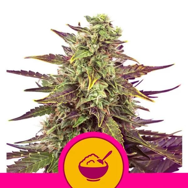 Cereal Milk fem. Royal Queen