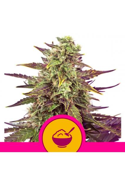 Cereal Milk fem. Royal Queen