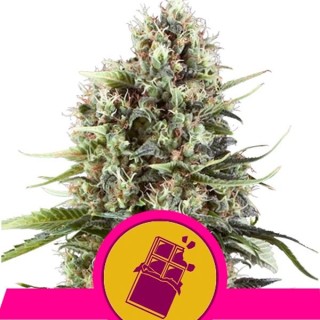 Chocolate Haze fem. Royal Queen