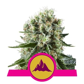 Critical Kush fem. Royal Queen
