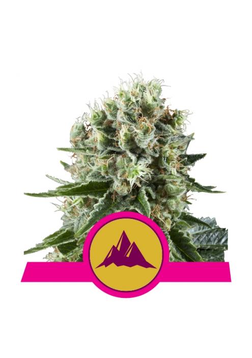Critical Kush fem. Royal Queen