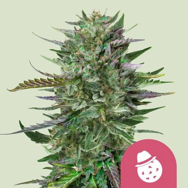 Do-Si-Dos   fem. Royal Queen