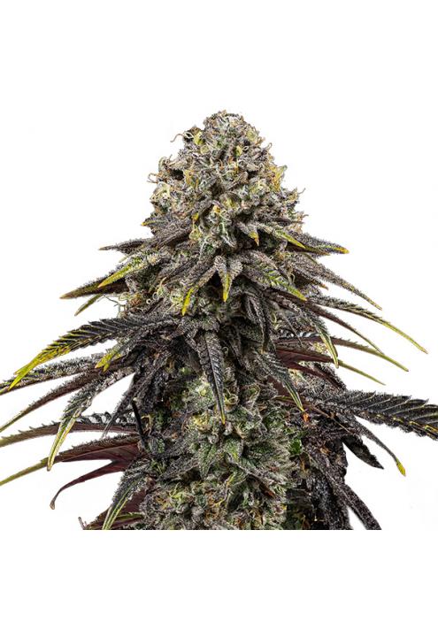 Dynamite Diesel fem. Royal Queen x Tyson 2.0