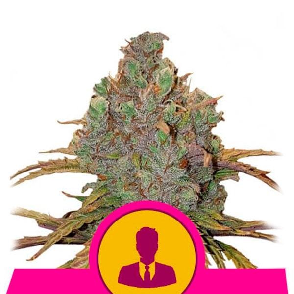 El Patron fem. Royal Queen