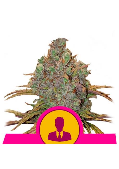 El Patron fem. Royal Queen