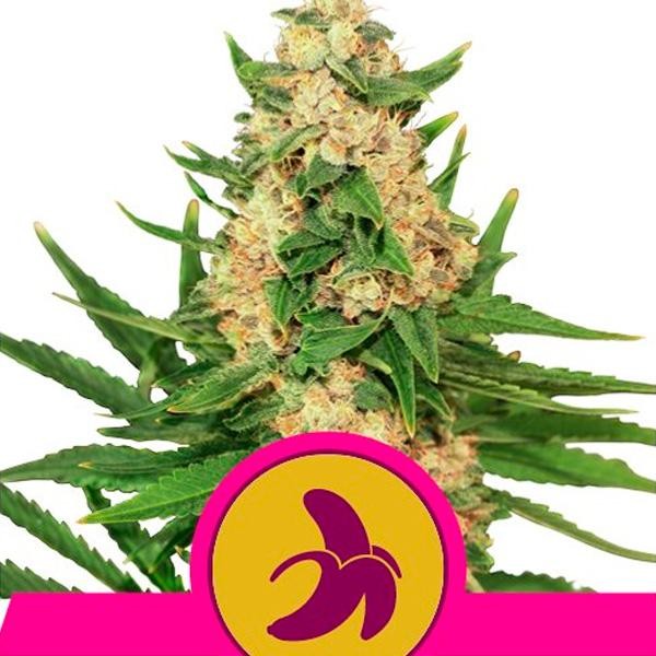Fat Banana fem. Royal Queen