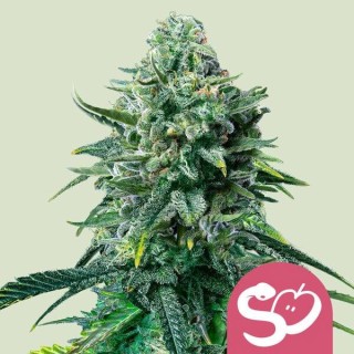 Forbidden Fruit fem. Royal Queen